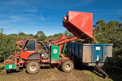 Unloading hopper of machineharvested cider apples at Thatchers Cider Orchard Sandford Somerset England