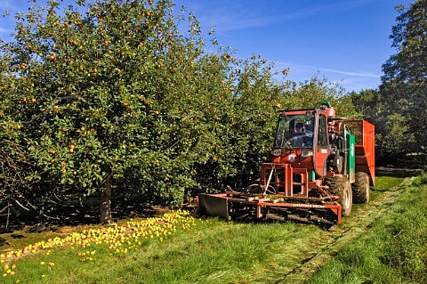 Cider apples being collected by machine at Thatchers Cider Orchard Sandford Somerset England