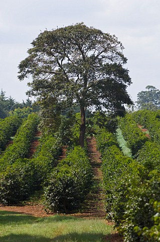 Coffee plantation near Ruiru Kenya