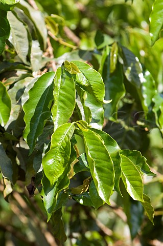 Leaves of coffee tree on plantation near Ruiru Kenya