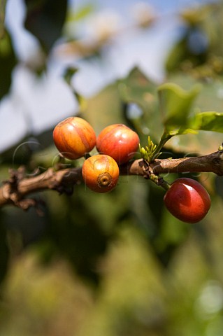 Ripening coffee berries on plantation near Ruiru Kenya