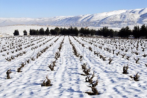 Snow covered vineyard of Chateau Kefraya Bekaa Valley Lebanon