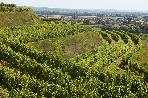 Vineyards near Rohrendorf Niedersterreich Austria Kremstal