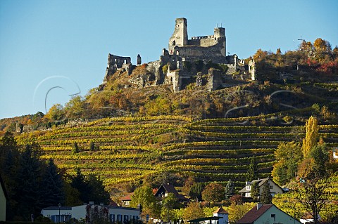 Senftenberg castle ruins above the Ried Ehrenfelser vineyard Senftenberg Niedersterreich Austria Kremstal