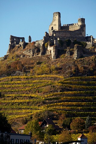 Senftenberg castle ruins above the Ried Ehrenfelser vineyard Senftenberg Niedersterreich Austria Kremstal
