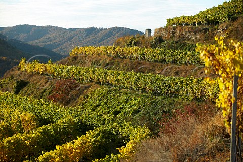 Terraced vines in Pellingen vineyard Senftenberg Niedersterreich Austria Kremstal