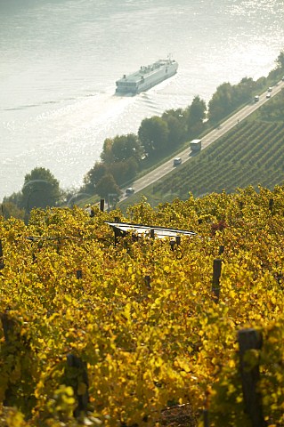 Pfaffenberg vineyard overlooking the Danube river near Krems Niedersterreich Austria Kremstal