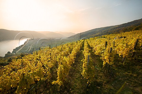 Autumn landscape in Pfaffenberg vineyard overlooking the Danube river near Krems Niedersterreich Austria Kremstal