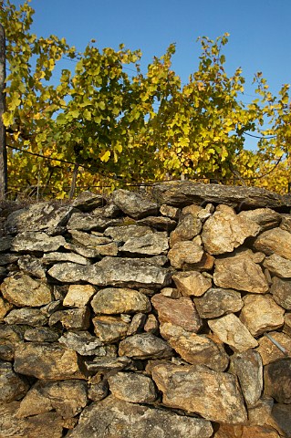 Stone wall in Pfaffenberg vineyard near Krems Niedersterreich Austria Kremstal