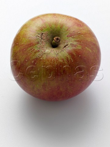 Coxs Orange Pippin apple