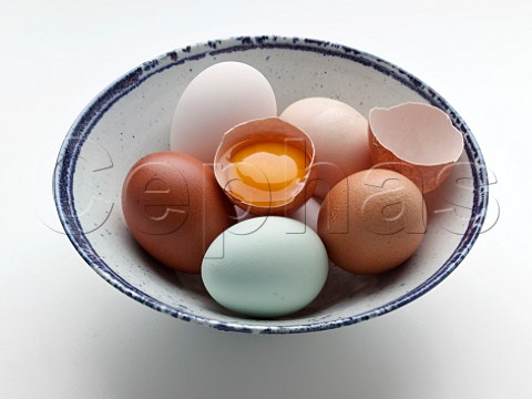 Duck and chicken eggs