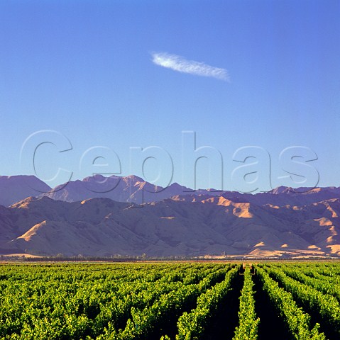 Vineyards of Winemakers of ARA in the Waihopai Valley with the Black Birch Range beyond Marlborough New Zealand