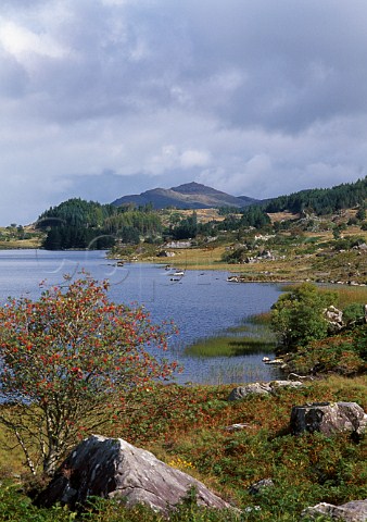 Lake in Killarney National Park County Kerry Ireland