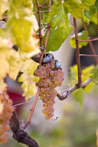 Picking Cortese grapes by hand in vineyard of Villa Saprina Gavi Piemonte Italy Gavi