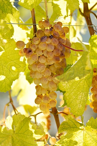 Cortese grapes in vineyard of Villa Saprina Gavi Piemonte Italy Gavi