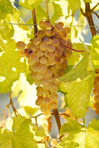 Cortese grapes in vineyard of Villa Saprina Gavi Piemonte Italy Gavi
