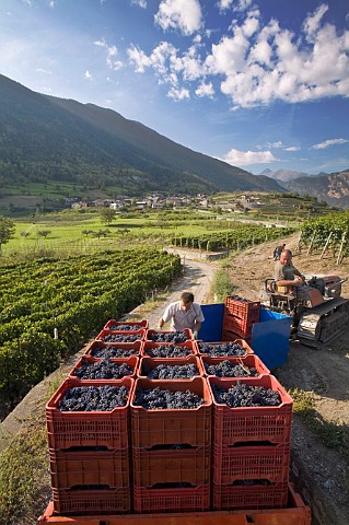 Loading crates of Fumin grapes during havest at Les Crtes owned by Costantino Charrre Aymavilles Valle dAosta Italy Valle dAosta