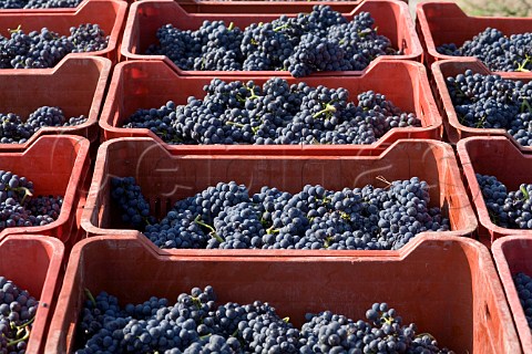 Crates of Fumin grapes during havest at Les Crtes owned by Costantino Charrre Aymavilles Valle dAosta Italy Valle dAosta