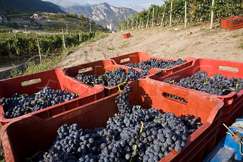 Crates of Fumin grapes during harvest at Les Crtes owned by Costantino Charrre Aymavilles Valle dAosta Italy Valle dAosta