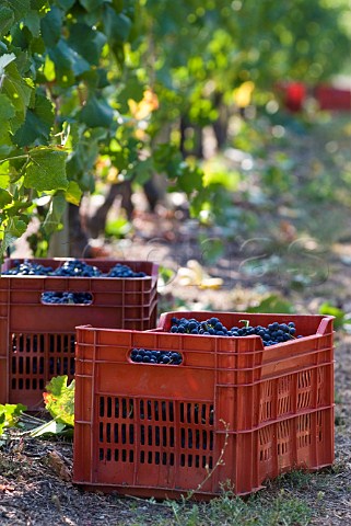 Crates of Fumin grapes during havest at Les Crtes owned by Costantino Charrre Aymavilles Valle dAosta Italy Valle dAosta