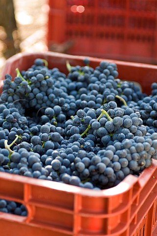 Crate of Fumin grapes during havest at Les Crtes owned by Costantino Charrre Aymavilles Valle dAosta Italy Valle dAosta