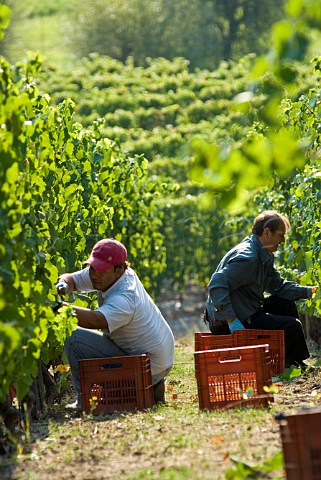 Picking Fumin grapes at Les Crtes owned by Costantino Charrre Aymavilles Valle dAosta Italy Valle dAosta