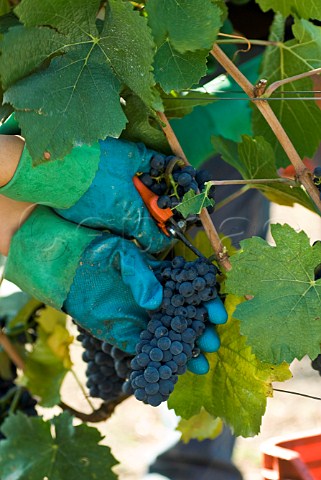 Picking Fumin grapes at Les Crtes owned by Costantino Charrre Aymavilles Valle dAosta Italy Valle dAosta