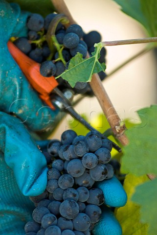 Picking Fumin grapes at Les Crtes owned by Costantino Charrre Aymavilles Valle dAosta Italy Valle dAosta