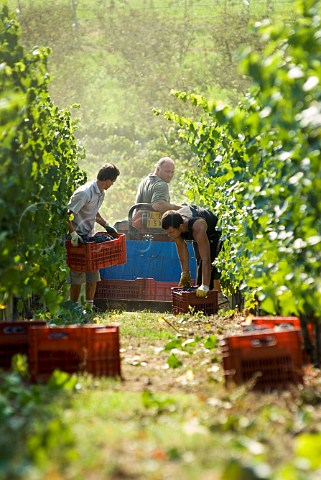 Loading crates of Fumin grapes during havest at Les Crtes owned by Costantino Charrre Aymavilles Valle dAosta Italy Valle dAosta