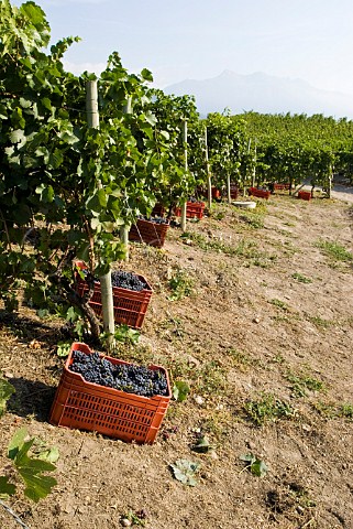 Crates of Fumin grapes during havest at Les Crtes owned by Costantino Charrre Aymavilles Valle dAosta Italy Valle dAosta