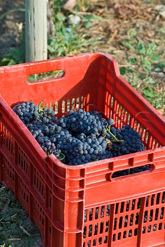 Crate of Fumin grapes during havest at Les Crtes owned by Costantino Charrre Aymavilles Valle dAosta Italy Valle dAosta