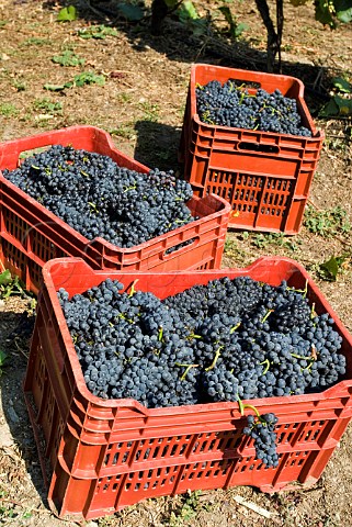 Crates of Fumin grapes during havest at Les Crtes owned by Costantino Charrre Aymavilles Valle dAosta Italy Valle dAosta