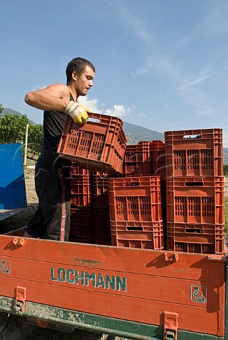 Loading crates of Fumin grapes during havest at Les Crtes owned by Costantino Charrre Aymavilles Valle dAosta Italy Valle dAosta