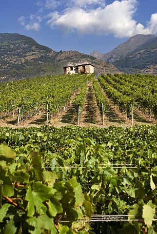 Vineyard of Les Crtes owned by Costantino Charrre Aymavilles Valle dAosta Italy Valle dAosta