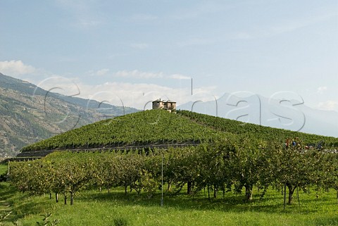 Vineyard of Les Crtes owned by Costantino Charrre Aymavilles Valle dAosta Italy Valle dAosta
