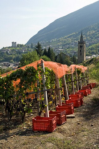 Crates in vineyard of Les Crtes owned by Costantino Charrre Aymavilles Valle dAosta Italy Valle dAosta