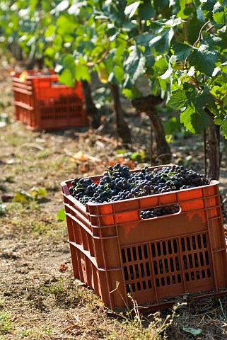 Crate of Fumin grapes during havest at Les Crtes owned by Costantino Charrre Aymavilles Valle dAosta Italy Valle dAosta