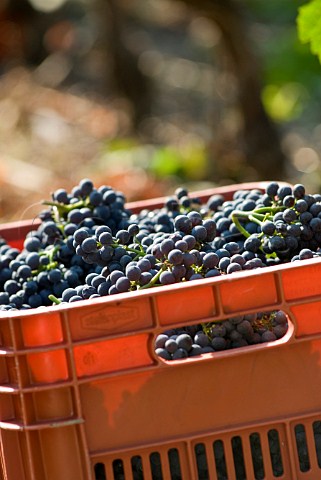 Crate of Fumin grapes during havest at Les Crtes owned by Costantino Charrre Aymavilles Valle dAosta Italy Valle dAosta