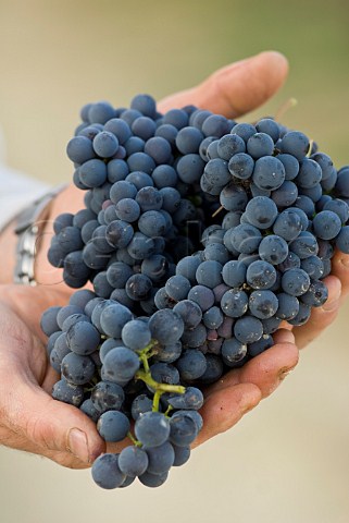 Nebbiolo grapes used for Barolo in Vigna Rionda vineyard of Massolino Serralunga dAlba Piemonte Italy Barolo