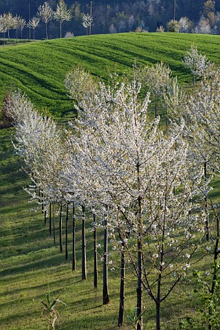 Flowering cherry trees in early spring near Cereseto in the Monferrato Hills Piemonte Italy