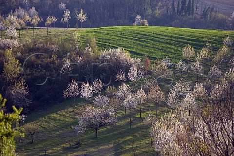 Flowering cherry trees in early spring near Cereseto in the Monferrato Hills Piemonte Italy