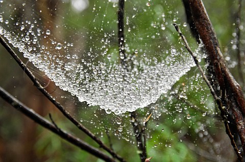 Raindrops in spider web Kanangra Boyd National Park New South Wales Australia