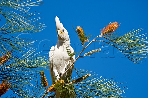 Little Corella in grevillea Barnett River Gorge Gibb River Road Kimberley Western Australia