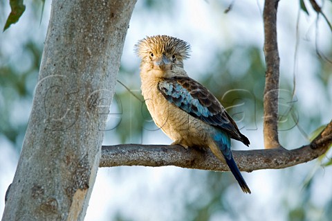 Bluewinged Kookaburra Nicholson River Bowthorn Station Queensland Australia