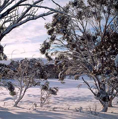 Snow Gums in winter near Mt Selwyn Snowy Mountains Kosciuszko National Park New South Wales Australia