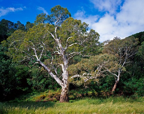 River Red Gum Eucalyptus camaldulensis at Brownhill Creek Adelaide South Australia