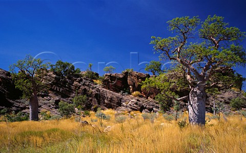 Boab trees Adansonia gregorii near Tunnel Creek Kimberley region Western Australia