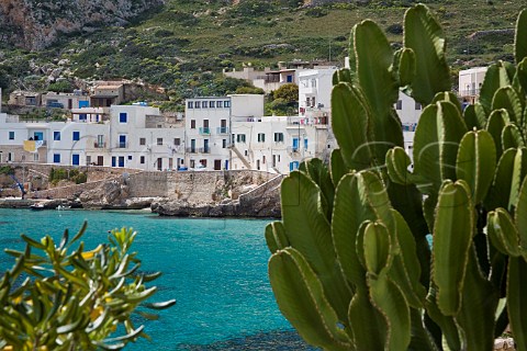 Cactus growing on harbour wall Levanzo Levanzo Island Sicily Italy