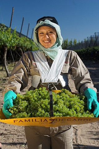 Picker carrying basket of Viognier grapes in vineyard of Familia Zuccardi Mendoza Argentina