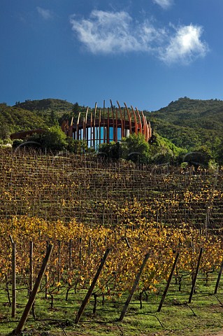 Petit Verdot vineyard below Clos Apalta winery of Lapostolle Apalta Chile  Colchagua Valley